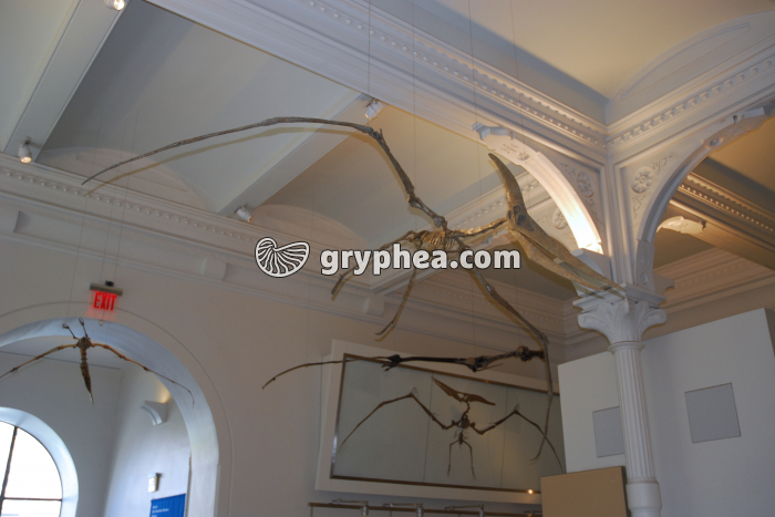 Pteranodon ingens (Crétacé supérieur) - gryphea.com